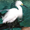 Seaworld CA 2008 : 