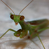 Praying Mantis : 