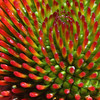 Flowers : 