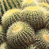 Cactus Collection : 