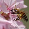 Bees, Dragonflies, Flies & Bugs : 